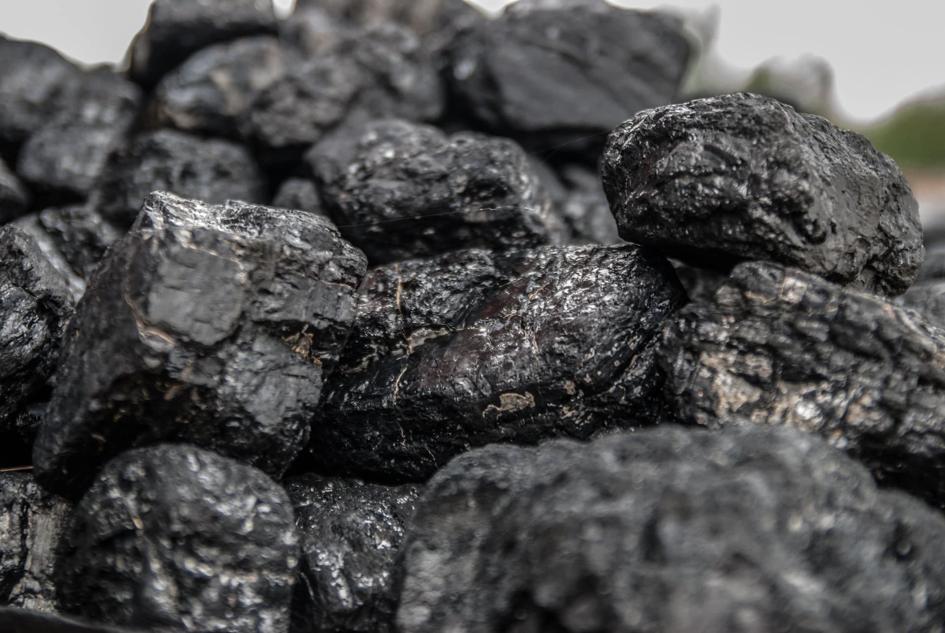 Van Wiebe naar Carbonauta
